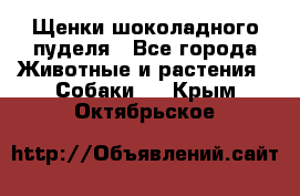 Щенки шоколадного пуделя - Все города Животные и растения » Собаки   . Крым,Октябрьское